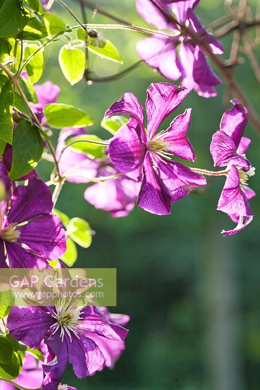 Clematis viticella 'Etoile Violette '. Jardin Yvan et Gert en Belgique.