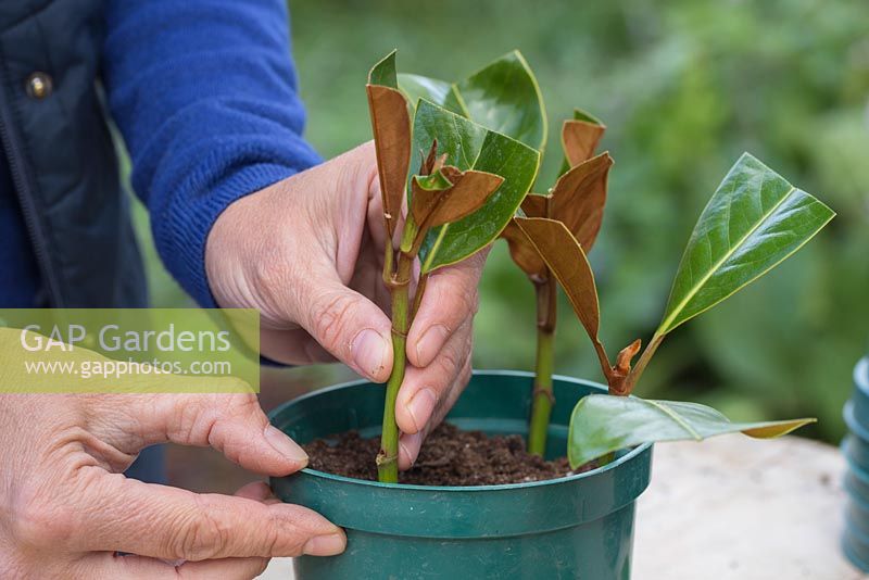 Plantez les boutures de Magnolia dans un pot en vous assurant qu'elles sont également espacées