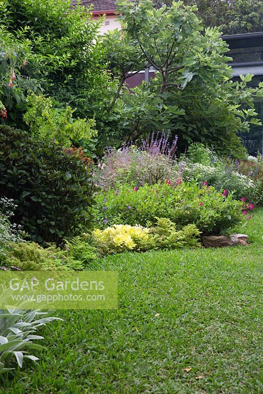 Vue d'un jardin montrant des parterres de jardin incurvés, une pelouse de buffle à feuilles souples et une variété de plantes herbacées à fleurs et de vivaces.