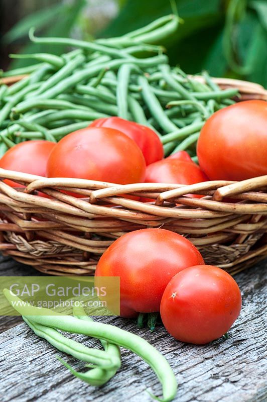 Récolte de haricots verts et tomates dans un potager - Eté - France