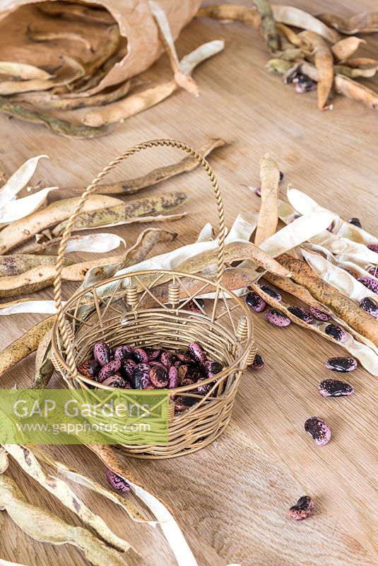 Phaseolus coccineus-Pods et graines de coureurs écarlates