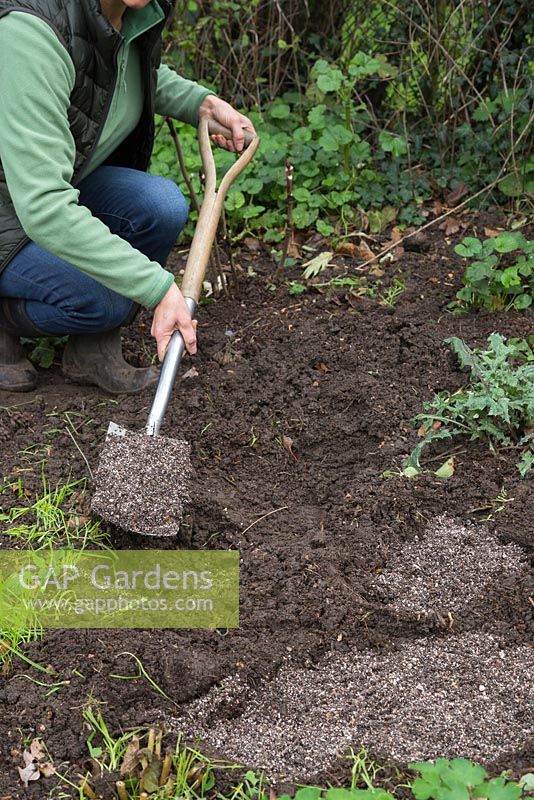 Ajout de grains horticoles aux trous pour améliorer la structure du sol