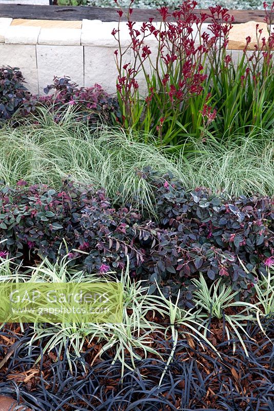 Plantes à feuillage foncé et panachées utilisées comme couvre-sol. Mondo herbe noire, Loropetalum var chinois. rubrum 'Bourgogne' et Ophiopogon 'Stripey blanc'