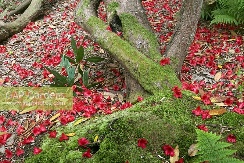 Troncs de rhododendrons recouverts de mousse et de pétales rouges