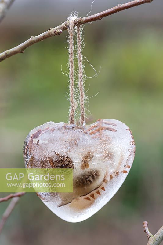 Coeurs congelés faits de cônes de mélèze et de feuillage de fougère, suspendus à une branche
