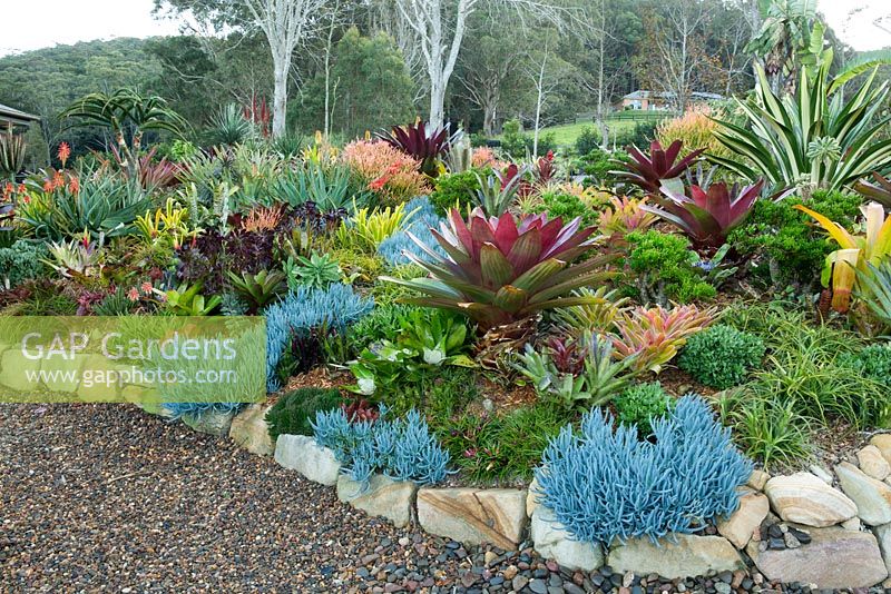 Vue d'un parterre de jardin surélevé montrant une collection de broméliacées colorées, plantes succulentes, cactus et euphorbes. Senecio mandraliscae avec une alcantarea marron au milieu