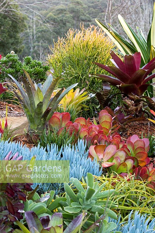 Vue d'un parterre de jardin surélevé montrant une collection de broméliacées colorées, d'aeoniums, de succulentes, de cactus, d'euphorbes et de grandes alcantareas à feuilles marron.