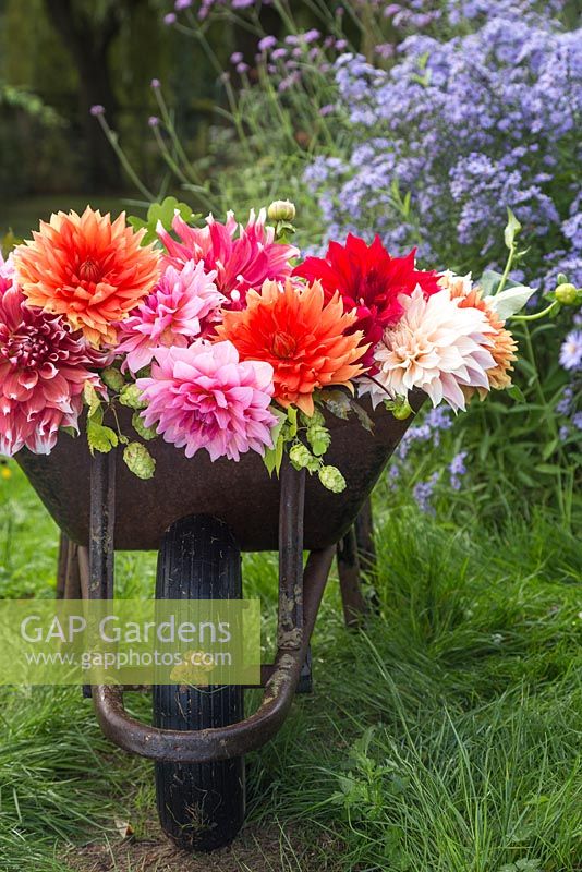 Une brouette contenant des dahlias coupés à côté d'une touffe d'asters bleus