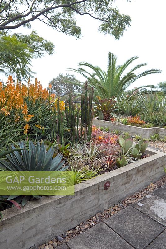 Un parterre de jardin surélevé dans un jardin sur le toit comprend de nombreuses plantes rustiques subtropicales de couleur, comprenant Aloe 'Copper Shower', Agave attenuata 'Blue Glow' et Euphorbia 'Red Devil '.