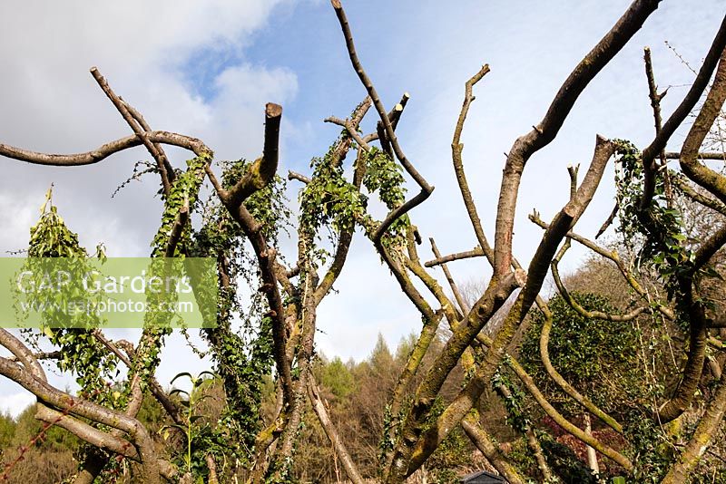 Les branches de cotoneaster sont restées comme haie sculpturale pour soutenir Ivy. Veddw House Garden, Monmouthshire, Pays de Galles.