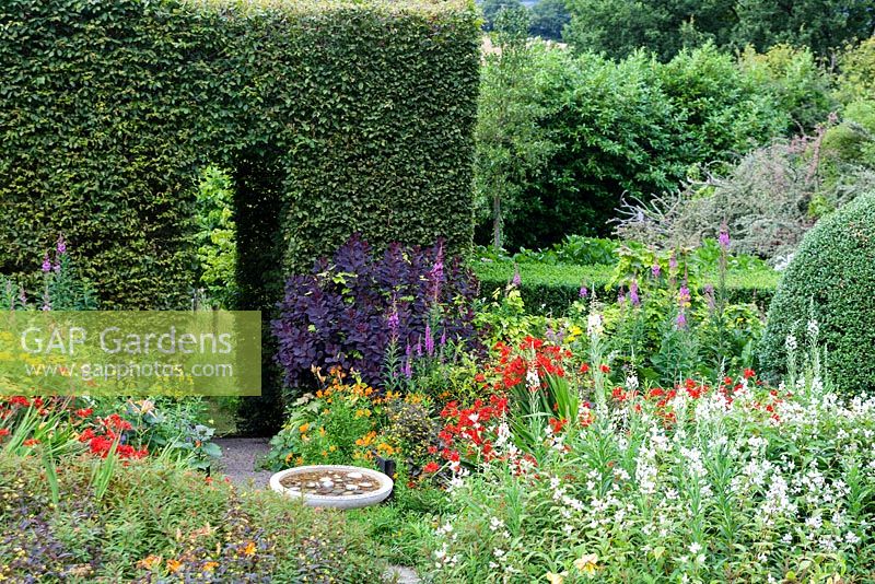 Le jardin avant: tunnel de Carpinus betulus, hybride d'Alstroemeria ligtu, Cotinus coggygria, Crocosmia 'Lucifer', Chamaenerion angustifolium 'Albua Group' alias Epilobium angustifolium 'Album' et bain d'oiseaux. Veddw House Garden, Monmouthshire, Pays de Galles du Sud. Jardin créé par Anne Wareham et Charles Hawes.