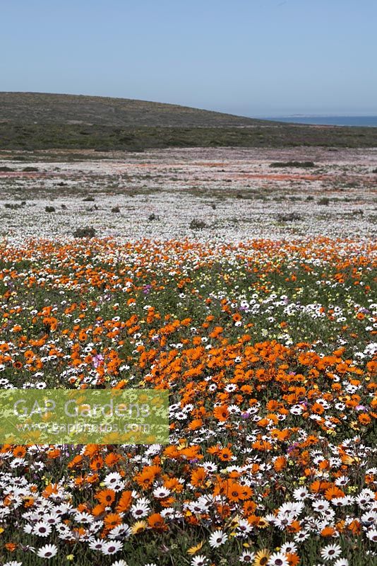 Prairie d'Ursinia anthemoides et Dimophotheca pluvalis - septembre, Afrique du Sud