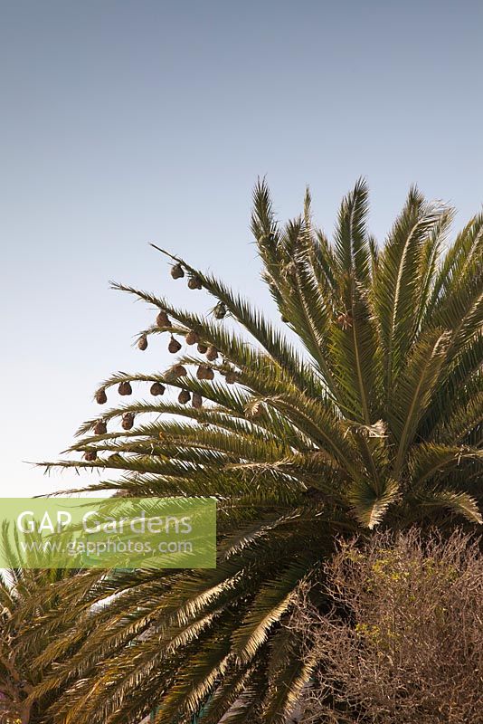 Phoenix canariensis avec nids d'oiseaux tisserands - palmier dattier des Canaries - Afrique du Sud