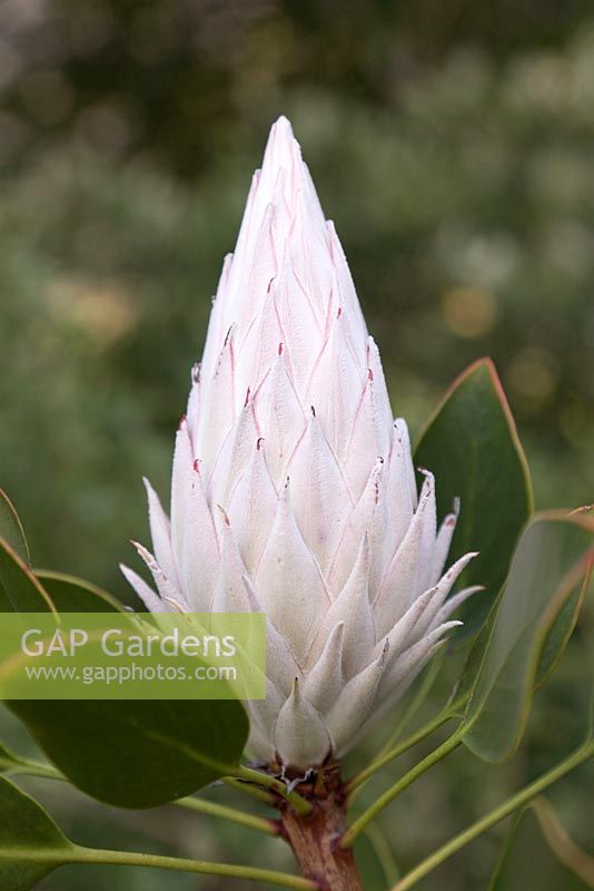 Bourgeon de Protea cynaroides - Roi Protea - Septembre. Jardins botaniques de Kirstenbosch, Cape Town, Afrique du Sud