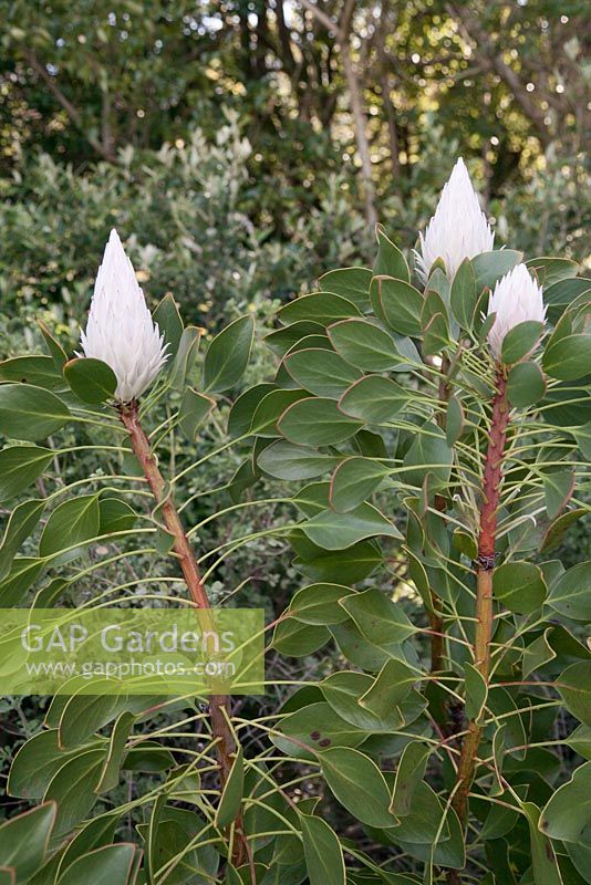 Bourgeons de Protea cynaroides - Roi Protea - Septembre. Jardins botaniques de Kirstenbosch, Cape Town, Afrique du Sud