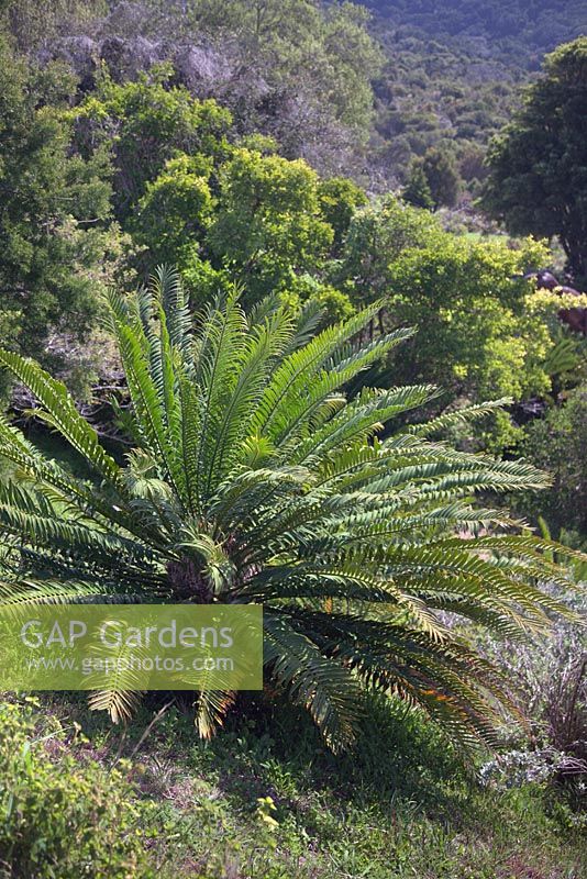 Encephalartos natalensis - septembre. Jardins botaniques de Kirstenbosch, Cape Town, Afrique du Sud