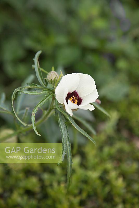 Hibiscus trionum - Fleur d'une heure - novembre