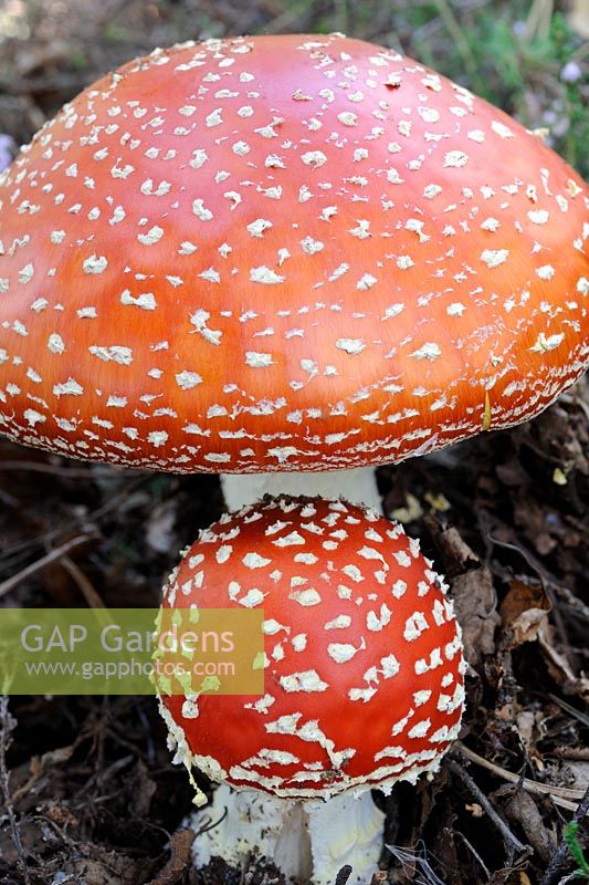 Champignons, fly agaric, amanita muscaria, deux organes de fructification dans les bois de bouleaux, Norfolk, UK, septembre