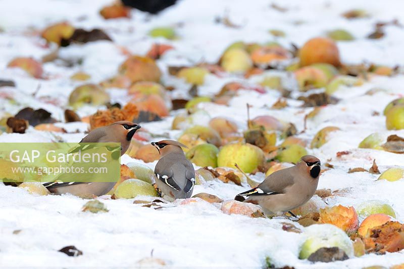 Bombycilla garrulous - Jaseurs se nourrissant de pommes aubaines, Norfolk, Angleterre, décembre