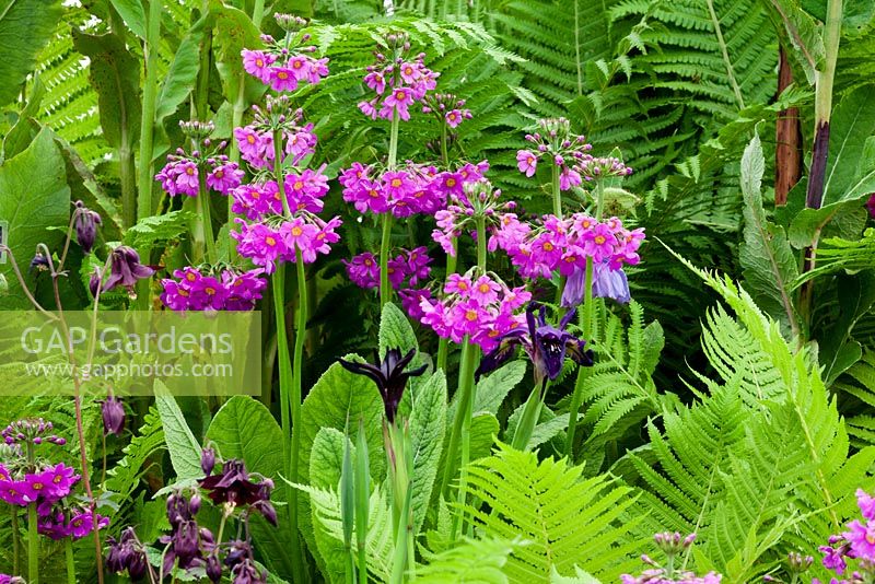 Primula beesiana avec Iris chrysographes