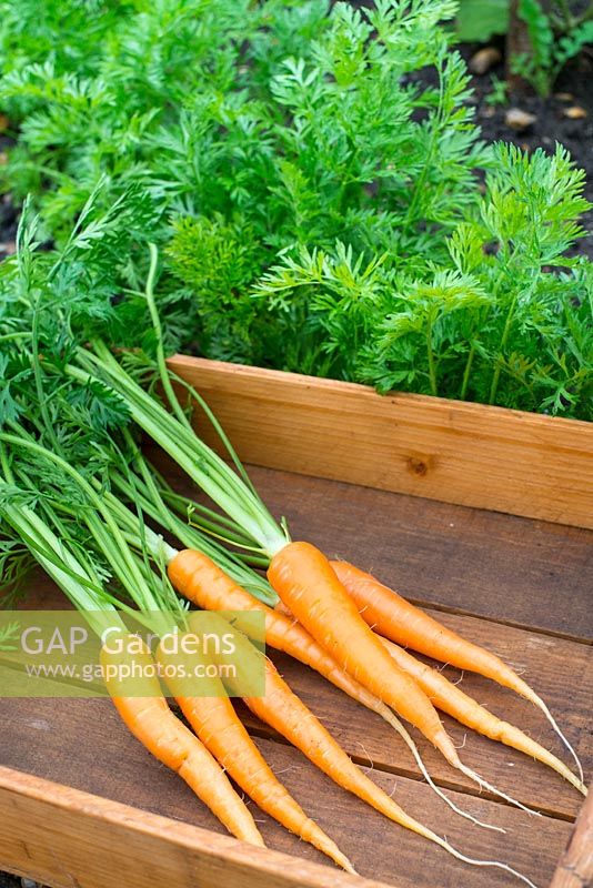 Plateau en bois avec des carottes de jardin fraîchement tirées et lavées - Daucus carota, 'Flyaway'