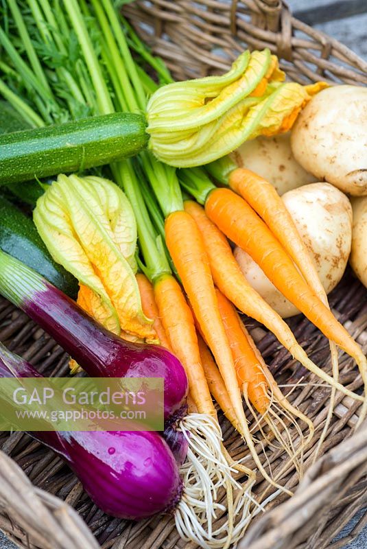 Récolte de légumes du début de l'été Allium cepa 'Red Baron', Daucus carota 'Amsterdam Forcing 3', Cucurbita pepo 'Defender' et Pommes de terre 'Arran Pilot'