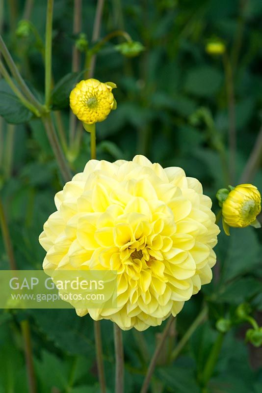 Dahlia 'Gloire de Heemstede', Norfolk, Angleterre, août.