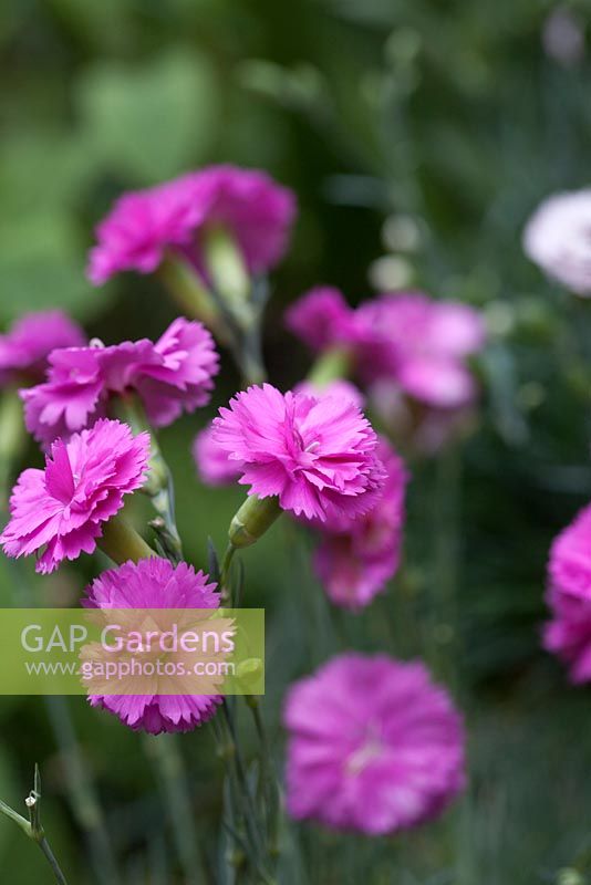Dianthus 'Tickled Pink' - rose jardin robuste, magenta foncé, vivace parfumée en juin