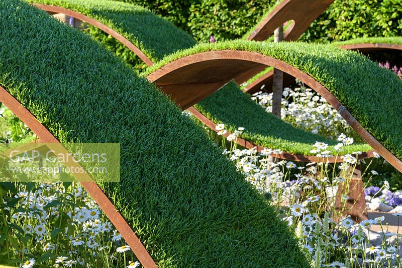 Corten Steel vagues de gazon sur Agastache 'Black Adder' et Leucanthemum vulgare - The World Vision Garden, RHS Hampton Court Palace Flower Show 2016.