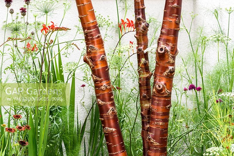 Prunus serrula multitiges à New Horizons, Jardin de la ville pour une retraite anticipée, RHS Hampton Court Flower Show, 2016. Designer: Beautiful Flowerbeds Garden Design