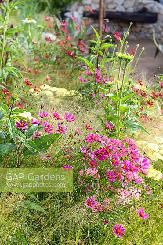 Coreopsis pourpre, Achillea 'Summer Fruits Lemon', Achillea 'Summer Fruits Carmine', échinacées et Stipa tenuissima. Grands jardins des États-Unis: The Austin Garden, RHS Hampton Court Flower Show en 2016. Designer: Sadie May Stowell - Sponsor: Brand USA