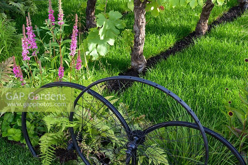 Roues de vélo utilisées comme clôtures. avec Vitis vinifera, Helenium 'Wyndley' et Achillea 'Apricot Delight '. Great Gardens of the USA: The Oregon Garden, RHS Hampton Court Flower Show en 2016