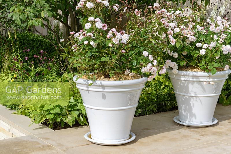 Rosa 'Little White Pet' dans des pots en céramique. Jardin du 80e anniversaire de Squire, RHS Hampton Court Flower Show 2016