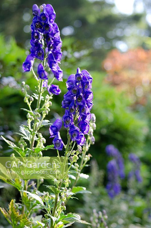 Aconitum carmichaelii