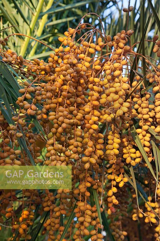 Phoenix canariensis fruits - palmier dattier des îles Canaries - novembre, Lanzarote, îles Canaries