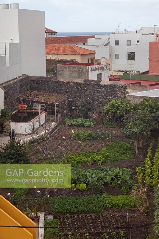 Jardin potager parmi les toits et les murs des bâtiments - Février, Tenerife, Canaries