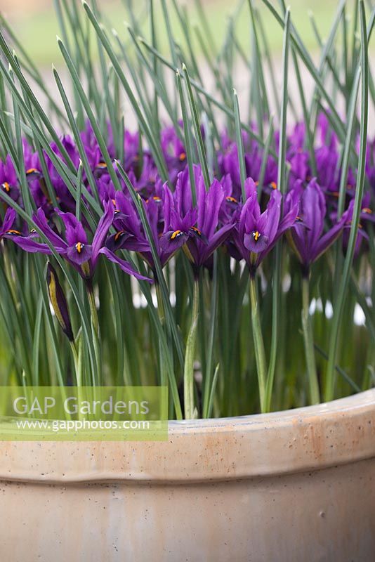 Iris reticulata 'JS Dijt' poussant dans un pot en céramique crème - février