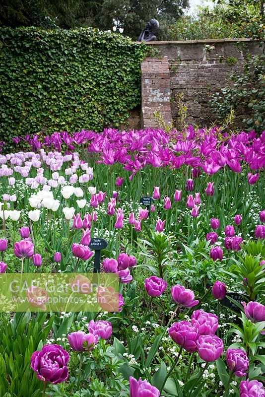 Tulipa 'Blue Diamond', Tulipa 'Ballade', Tulipa 'Honeymoon', Tulipa 'Shirley' et 'Purple Dream' avec la sculpture 'Sun Worshiper'