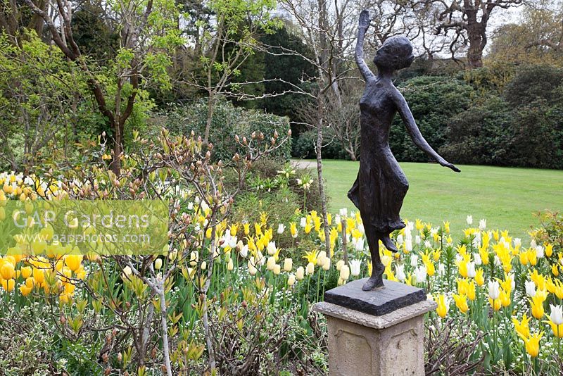 Tulipa 'Westpoint et Tulipa' Moonlight Girl ', Tulipa' Maja ', Tulipa' Golden Oxford 'avec la sculpture' Little Dancer 'de Mary Cox dans The Golden Beds'