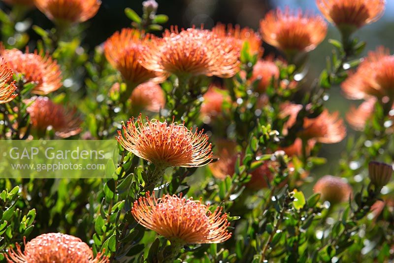 Leucospermum cordifolium, Pinchusion voyante, détail d'un arbuste à multiples têtes de fleurs en forme de pinceau orange.
