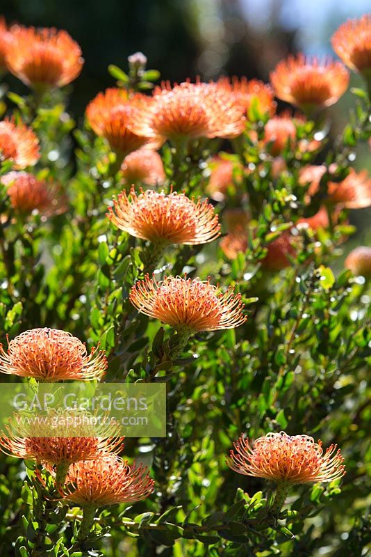 Leucospermum cordifolium, Pinchusion voyante, détail d'un arbuste à multiples têtes de fleurs en forme de pinceau orange.