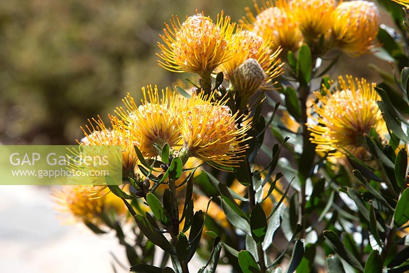 Leucospermum cordifolium, Pinchusion voyante, détail d'un arbuste à multiples têtes de fleurs en forme de pinceau orange, jaune.