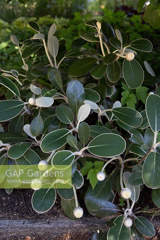 Pachystegia insignis, Marlborough Rock Daisy, feuilles de forme ovale vert moyen avec des marges blanches et une nervure médiane blanche et des boutons floraux ronds non ouverts.