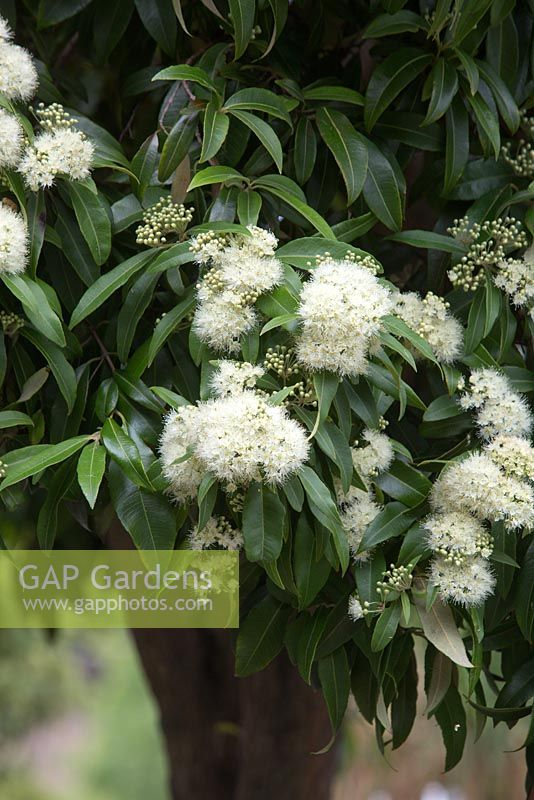 Backhousia citriodora, Myrtle parfumé au citron détails d'un petit arbre avec des grappes de fleurs blanches.