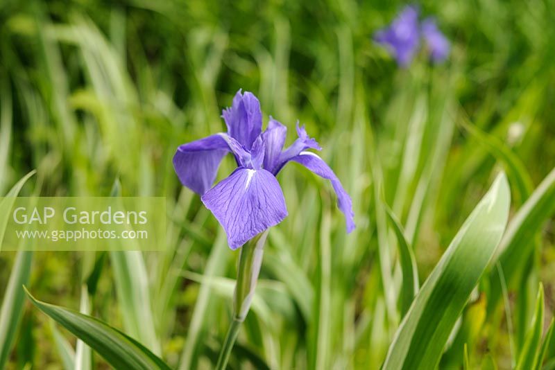 Iris laevigata 'Variegata'