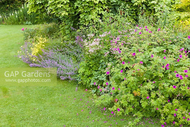 Un parterre herbacé de Géranium 'Patricia', Astrantia major, Nepeta et Anthemis tinctoria 'EC Buxton' à Bluebell Cottage Gardens, Cheshire