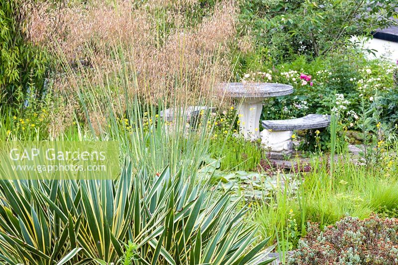 Stipa gigantea et Yucca gloriosa 'Variegata' au premier plan, avec un étang en arrière-plan au Bluebell Cottage Gardens, Cheshire