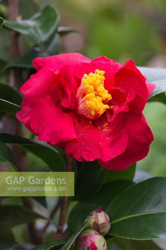 Camellia japonica 'Docteur Burnside'