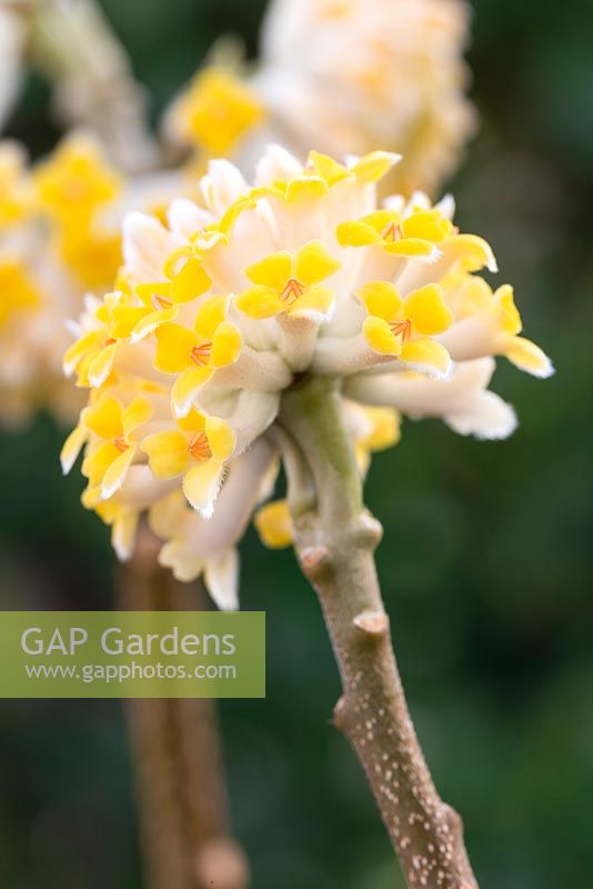 Edgeworthia chrysantha 'Grandiflora'