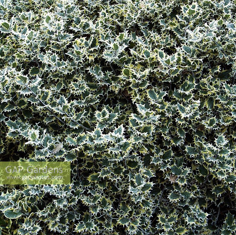 Ilex aquifolium - Houx couvert de givre d'hiver
